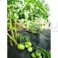 Нетканый материал для мульчирования позволит получить ранний урожай