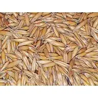 Овес - сидерат семейства злаковых