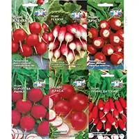 Что за огород без редиса?