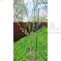 Деревянная опора для саженцев плодовых деревьев