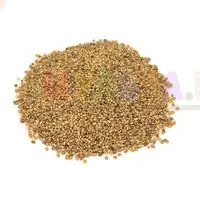 Белый донник - эффективный сидерат и хороший медонос