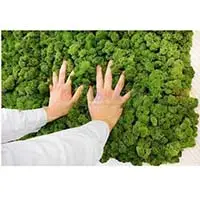 Стабилизированный мох для создания оригинальных интерьеров