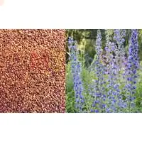 Синяк - эффективный сидерат и хороший медонос