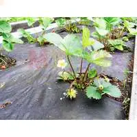 Материал для мульчирования растений в теплицах и в открытом грунте