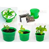 Пусть в доме всегда будет свежая зелень и пряности