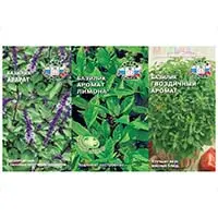 Базилик - король пряностей