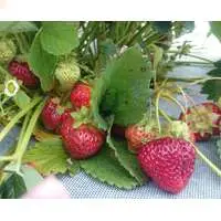 Агротекс Двойная защита бело-черный 80 нетканый мульчирующий материал для теплиц и открытого грунта